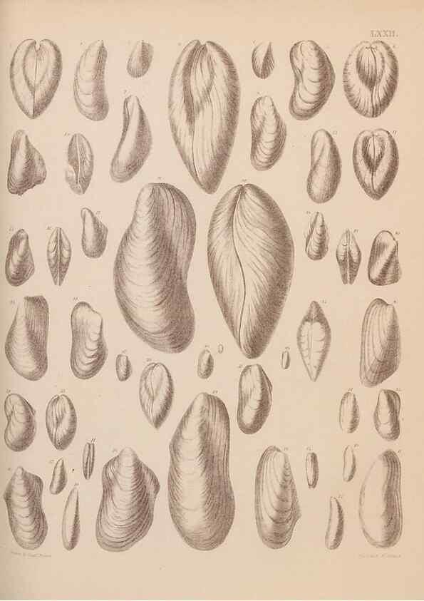 Reproducción/Reproduction 43873496271: An atlas of the fossil conchology of Great Britain and Ireland :. London :Sonnenschein,1889.. 