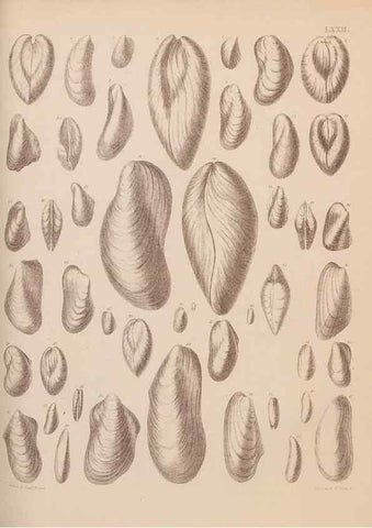 Reproducción/Reproduction 43873496271: An atlas of the fossil conchology of Great Britain and Ireland :. London :Sonnenschein,1889.. 