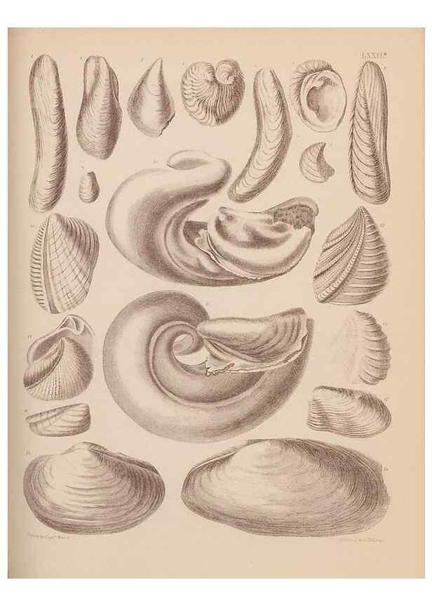 Reproducción/Reproduction 28937545487: An atlas of the fossil conchology of Great Britain and Ireland :. London :Sonnenschein,1889.. 
