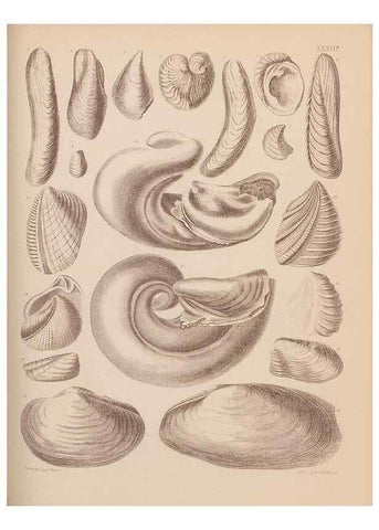 Reproducción/Reproduction 28937545487: An atlas of the fossil conchology of Great Britain and Ireland :. London :Sonnenschein,1889.. 