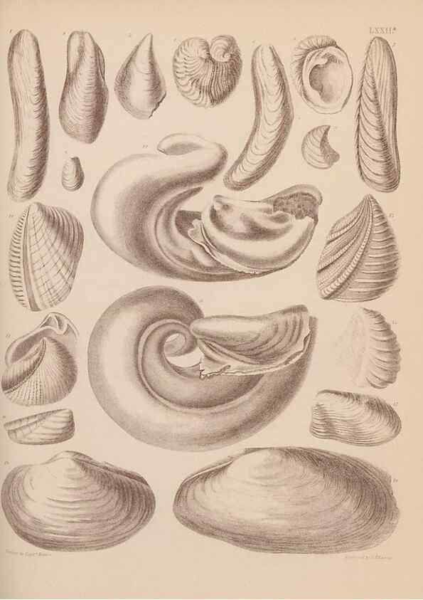 Reproducción/Reproduction 28937545487: An atlas of the fossil conchology of Great Britain and Ireland :. London :Sonnenschein,1889.. 