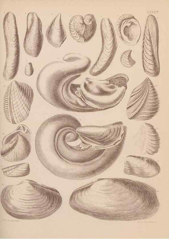 Reproducción/Reproduction 28937545487: An atlas of the fossil conchology of Great Britain and Ireland :. London :Sonnenschein,1889.. 