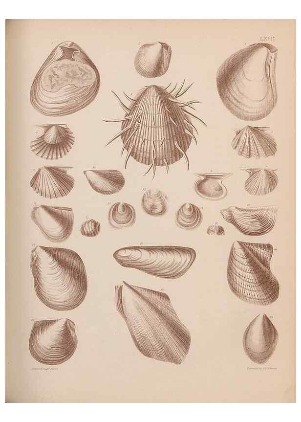 Reproducción/Reproduction 43873371531: An atlas of the fossil conchology of Great Britain and Ireland :. London :Sonnenschein,1889.. 