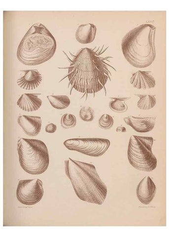 Reproducción/Reproduction 43873371531: An atlas of the fossil conchology of Great Britain and Ireland :. London :Sonnenschein,1889.. 