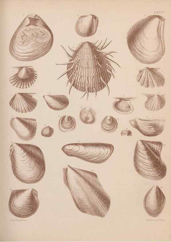 Reproducción/Reproduction 43873371531: An atlas of the fossil conchology of Great Britain and Ireland :. London :Sonnenschein,1889.. 