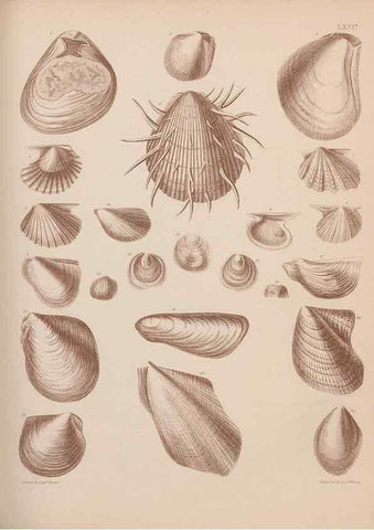 Reproducción/Reproduction 43873371531: An atlas of the fossil conchology of Great Britain and Ireland :. London :Sonnenschein,1889.. 