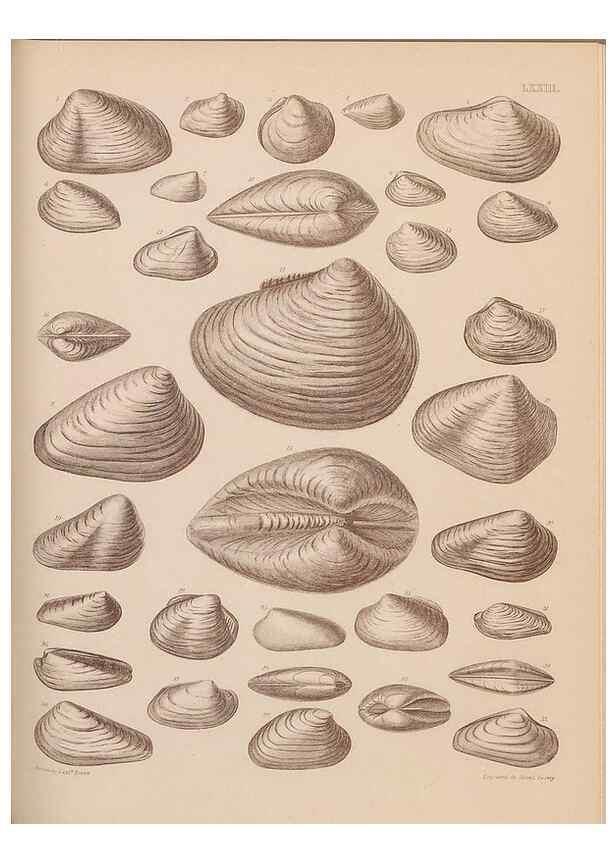Reproducción/Reproduction 30004125838: An atlas of the fossil conchology of Great Britain and Ireland :. London :Sonnenschein,1889.. 