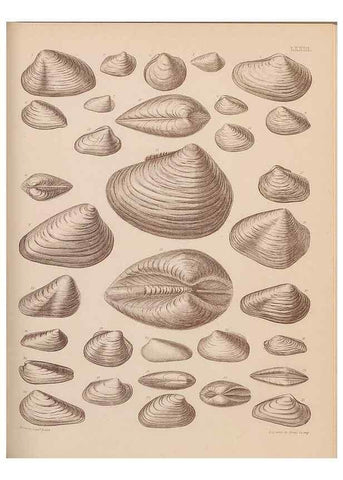 Reproducción/Reproduction 30004125838: An atlas of the fossil conchology of Great Britain and Ireland :. London :Sonnenschein,1889.. 
