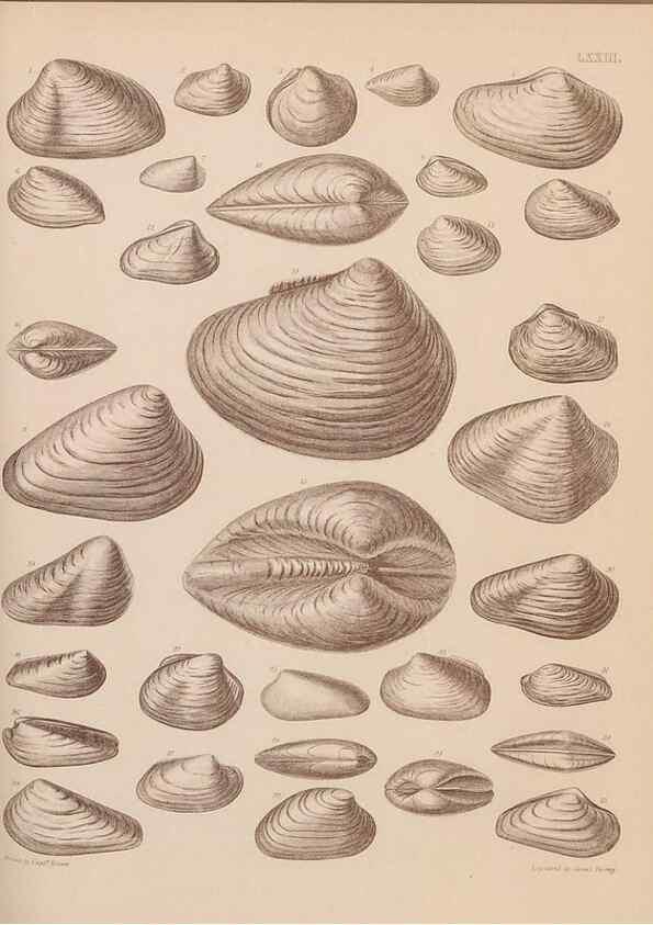 Reproducción/Reproduction 30004125838: An atlas of the fossil conchology of Great Britain and Ireland :. London :Sonnenschein,1889.. 