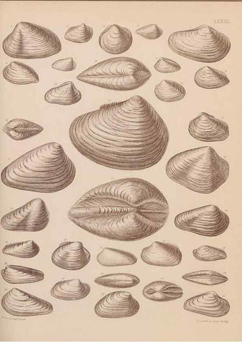 Reproducción/Reproduction 30004125838: An atlas of the fossil conchology of Great Britain and Ireland :. London :Sonnenschein,1889.. 