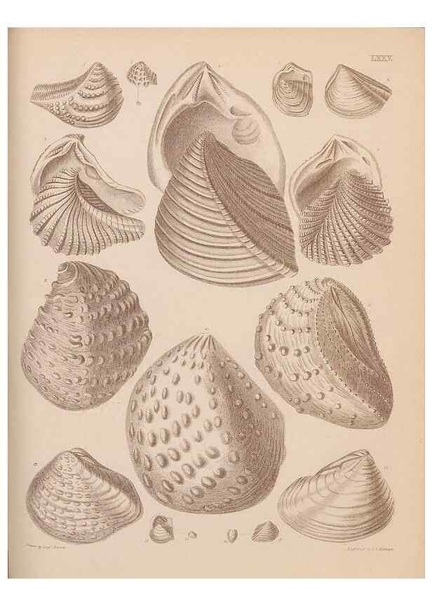 Reproducción/Reproduction 42064924400: An atlas of the fossil conchology of Great Britain and Ireland :. London :Sonnenschein,1889.. 