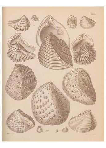 Reproducción/Reproduction 42064924400: An atlas of the fossil conchology of Great Britain and Ireland :. London :Sonnenschein,1889.. 