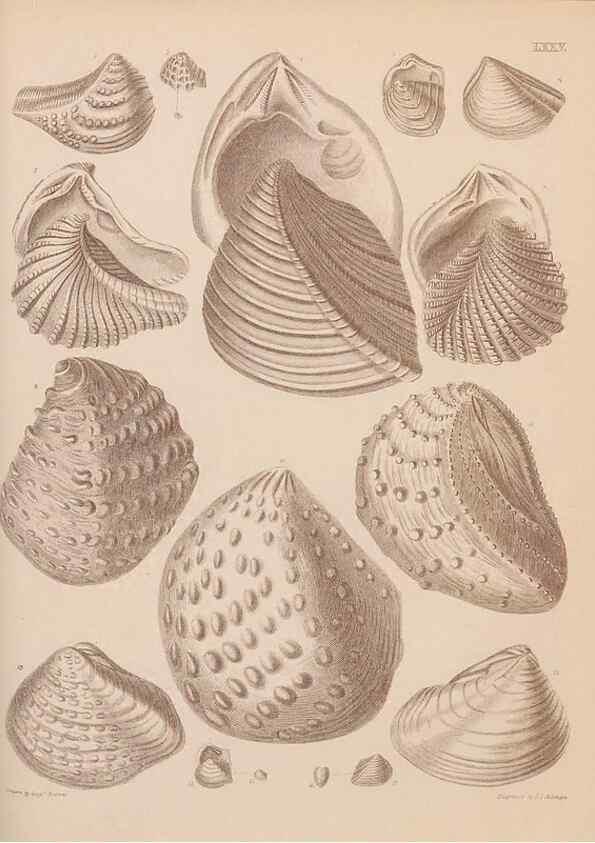 Reproducción/Reproduction 42064924400: An atlas of the fossil conchology of Great Britain and Ireland :. London :Sonnenschein,1889.. 