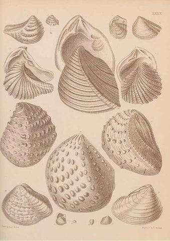 Reproducción/Reproduction 42064924400: An atlas of the fossil conchology of Great Britain and Ireland :. London :Sonnenschein,1889.. 