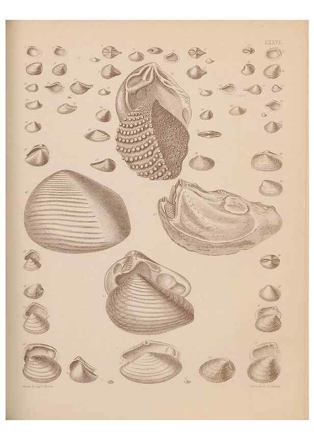 Reproducción/Reproduction 28937553167: An atlas of the fossil conchology of Great Britain and Ireland :. London :Sonnenschein,1889.. 