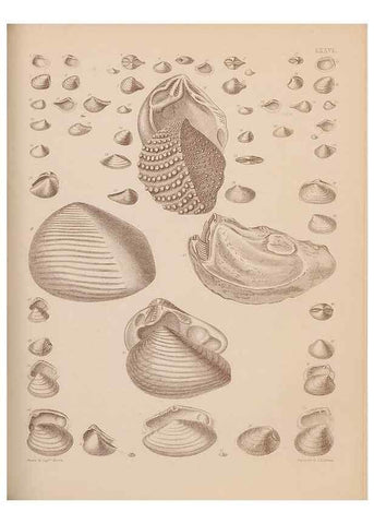 Reproducción/Reproduction 28937553167: An atlas of the fossil conchology of Great Britain and Ireland :. London :Sonnenschein,1889.. 