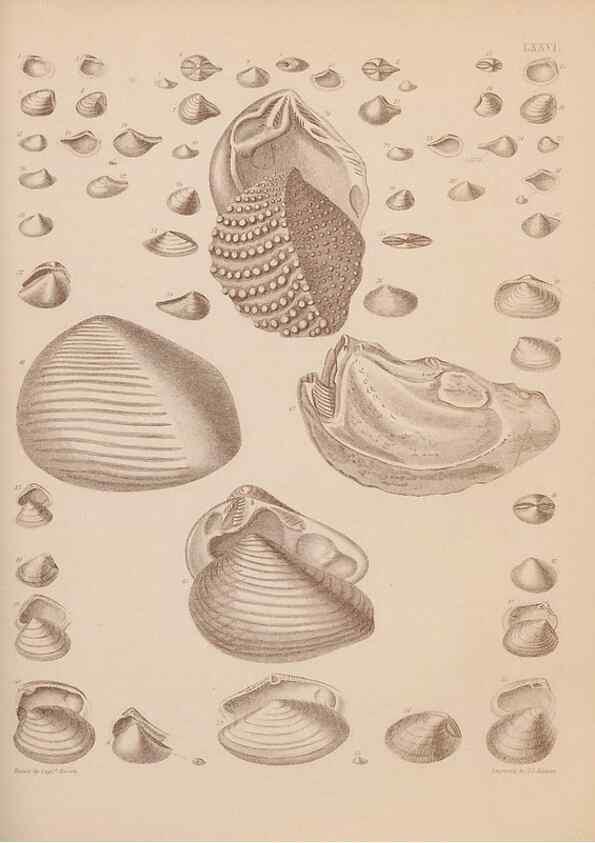 Reproducción/Reproduction 28937553167: An atlas of the fossil conchology of Great Britain and Ireland :. London :Sonnenschein,1889.. 