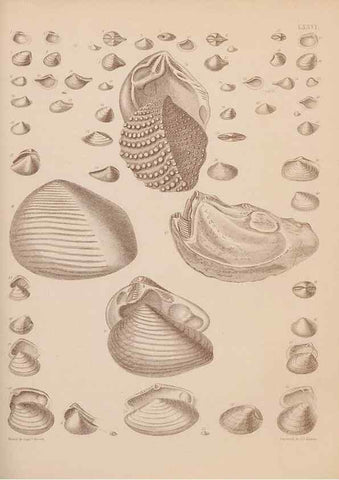 Reproducción/Reproduction 28937553167: An atlas of the fossil conchology of Great Britain and Ireland :. London :Sonnenschein,1889.. 