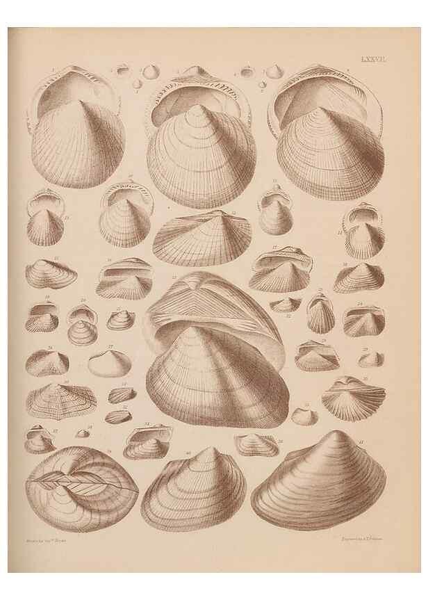 Reproducción/Reproduction 42064931170: An atlas of the fossil conchology of Great Britain and Ireland :. London :Sonnenschein,1889.. 