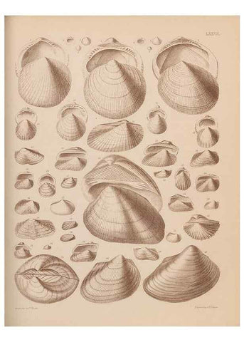 Reproducción/Reproduction 42064931170: An atlas of the fossil conchology of Great Britain and Ireland :. London :Sonnenschein,1889.. 