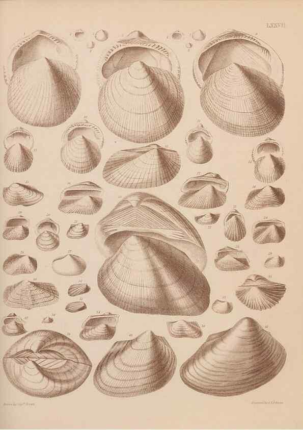 Reproducción/Reproduction 42064931170: An atlas of the fossil conchology of Great Britain and Ireland :. London :Sonnenschein,1889.. 