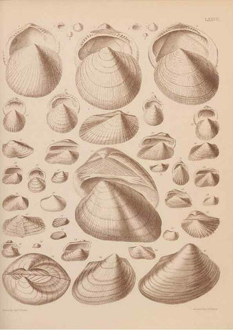 Reproducción/Reproduction 42064931170: An atlas of the fossil conchology of Great Britain and Ireland :. London :Sonnenschein,1889.. 