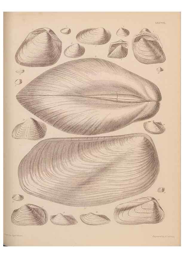 Reproducción/Reproduction 43825336082: An atlas of the fossil conchology of Great Britain and Ireland :. London :Sonnenschein,1889.. 