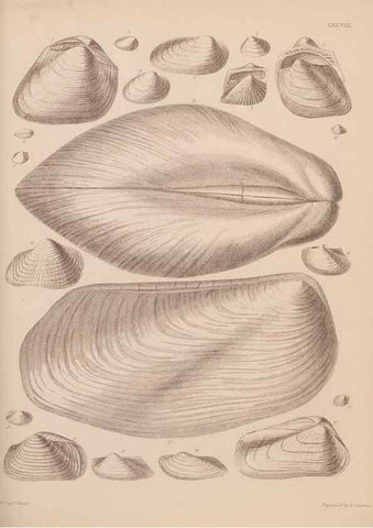 Reproducción/Reproduction 43825336082: An atlas of the fossil conchology of Great Britain and Ireland :. London :Sonnenschein,1889.. 