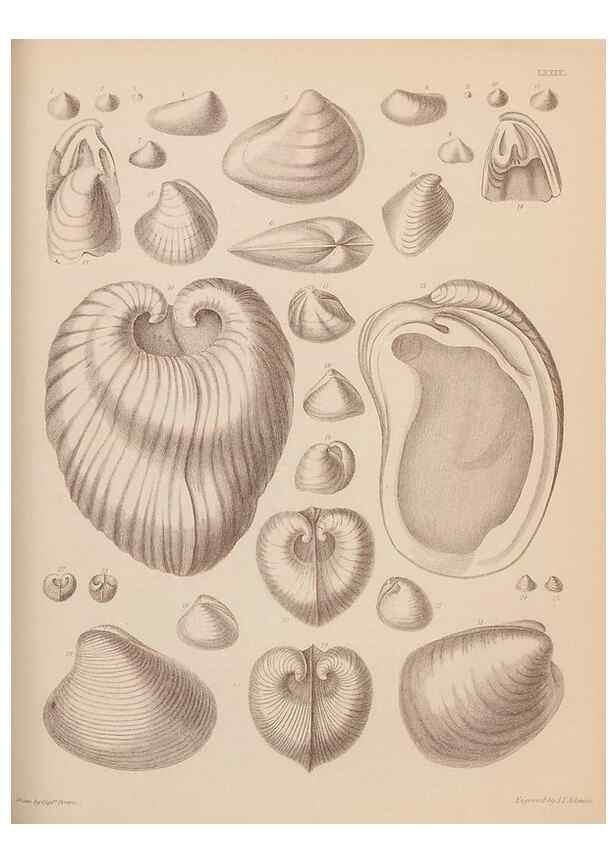 Reproducción/Reproduction 42064935800: An atlas of the fossil conchology of Great Britain and Ireland :. London :Sonnenschein,1889.. 
