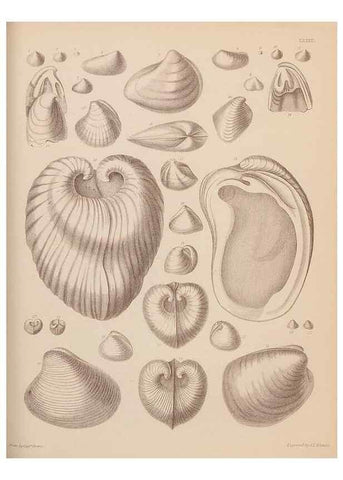 Reproducción/Reproduction 42064935800: An atlas of the fossil conchology of Great Britain and Ireland :. London :Sonnenschein,1889.. 