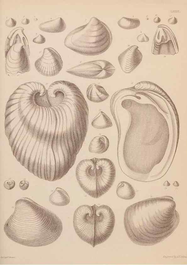 Reproducción/Reproduction 42064935800: An atlas of the fossil conchology of Great Britain and Ireland :. London :Sonnenschein,1889.. 