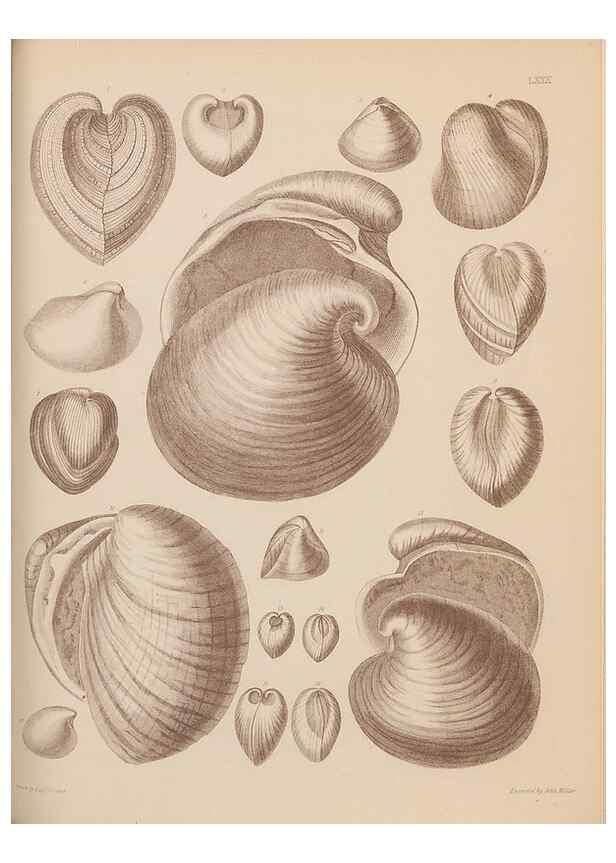 Reproducción/Reproduction 42064937860: An atlas of the fossil conchology of Great Britain and Ireland :. London :Sonnenschein,1889.. 