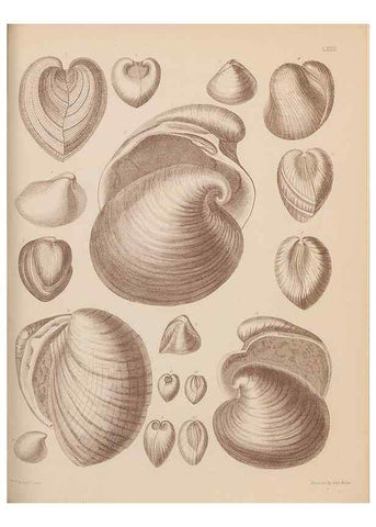 Reproducción/Reproduction 42064937860: An atlas of the fossil conchology of Great Britain and Ireland :. London :Sonnenschein,1889.. 