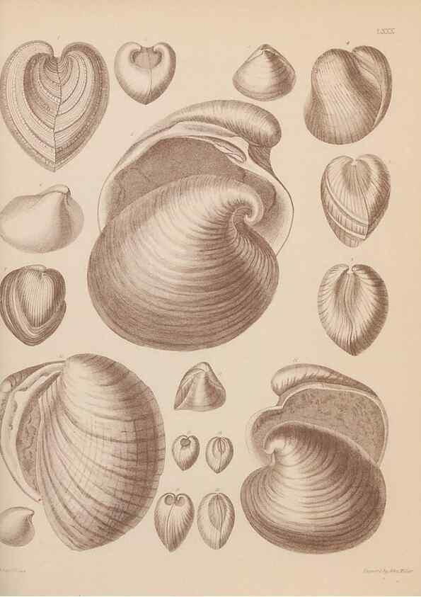 Reproducción/Reproduction 42064937860: An atlas of the fossil conchology of Great Britain and Ireland :. London :Sonnenschein,1889.. 