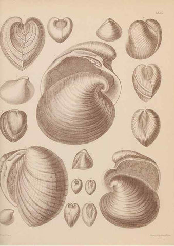 Reproducción/Reproduction 42064937860: An atlas of the fossil conchology of Great Britain and Ireland :. London :Sonnenschein,1889.. 