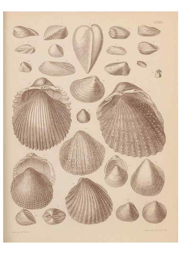 Reproducción/Reproduction 43825344902: An atlas of the fossil conchology of Great Britain and Ireland :. London :Sonnenschein,1889.. 