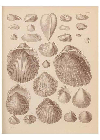 Reproducción/Reproduction 43825344902: An atlas of the fossil conchology of Great Britain and Ireland :. London :Sonnenschein,1889.. 