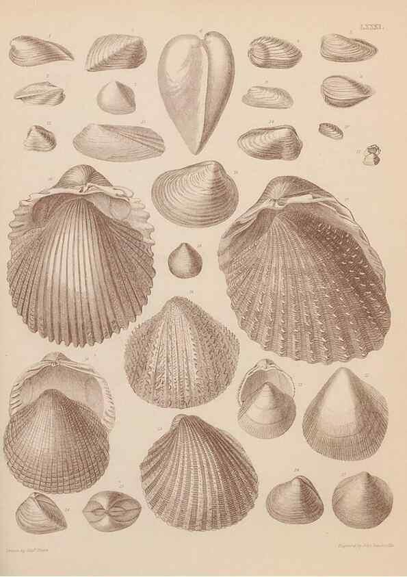 Reproducción/Reproduction 43825344902: An atlas of the fossil conchology of Great Britain and Ireland :. London :Sonnenschein,1889.. 