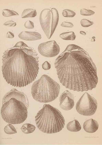 Reproducción/Reproduction 43825344902: An atlas of the fossil conchology of Great Britain and Ireland :. London :Sonnenschein,1889.. 