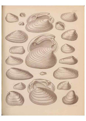 Reproducción/Reproduction 30004126968: An atlas of the fossil conchology of Great Britain and Ireland :. London :Sonnenschein,1889.. 