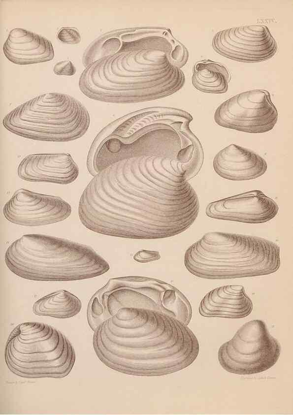 Reproducción/Reproduction 30004126968: An atlas of the fossil conchology of Great Britain and Ireland :. London :Sonnenschein,1889.. 