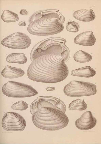 Reproducción/Reproduction 30004126968: An atlas of the fossil conchology of Great Britain and Ireland :. London :Sonnenschein,1889.. 