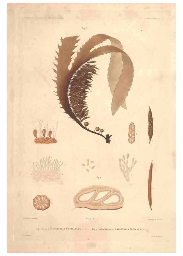 Reproducción/Reproduction 44443797802: Botanique /. Paris :Gide et Cie,1845-1853.. 