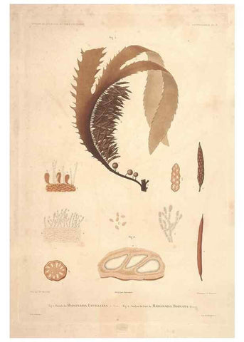 Reproducción/Reproduction 44443797802: Botanique /. Paris :Gide et Cie,1845-1853.. 