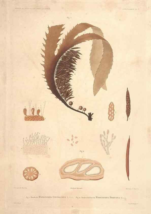 Reproducción/Reproduction 44443797802: Botanique /. Paris :Gide et Cie,1845-1853.. 