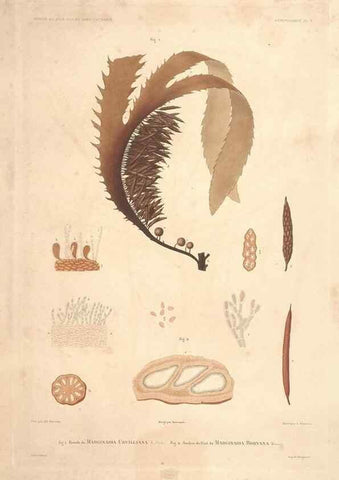 Reproducción/Reproduction 44443797802: Botanique /. Paris :Gide et Cie,1845-1853.. 