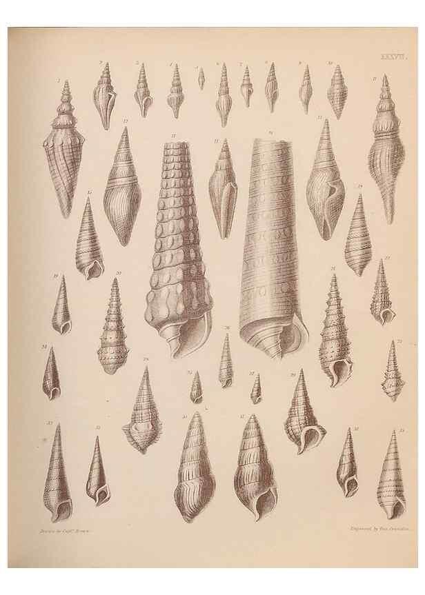 Reproducción/Reproduction 43155878284: An atlas of the fossil conchology of Great Britain and Ireland :. London :Sonnenschein,1889.. 