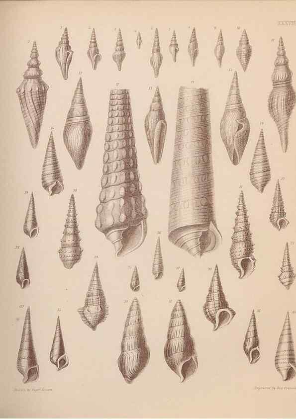 Reproducción/Reproduction 43155878284: An atlas of the fossil conchology of Great Britain and Ireland :. London :Sonnenschein,1889.. 