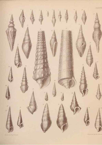 Reproducción/Reproduction 43155878284: An atlas of the fossil conchology of Great Britain and Ireland :. London :Sonnenschein,1889.. 