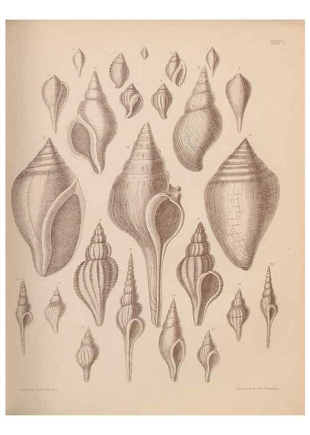 Reproducción/Reproduction 42969182795: An atlas of the fossil conchology of Great Britain and Ireland :. London :Sonnenschein,1889.. 
